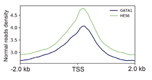 Averaged profiles of HES6 (green) and GATA1 (blue) ChIP-seq reads.jpg